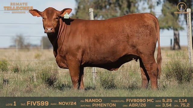 Lote 01