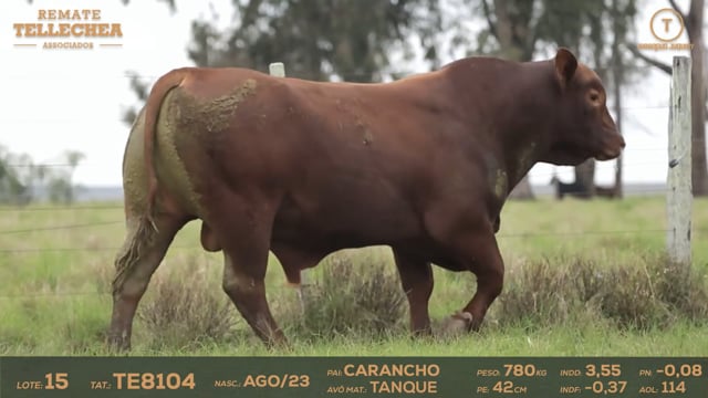 Lote 15