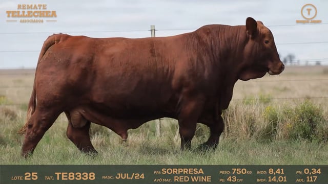 Lote 25