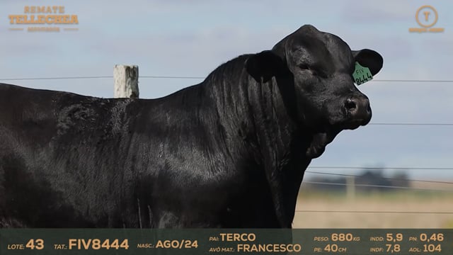 Lote 43