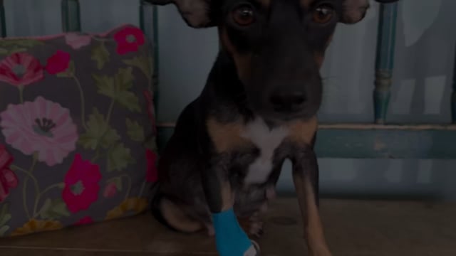 Enlarge Pocketbook, a Adoptable mixed breed in San Antonio, TX video 4/4