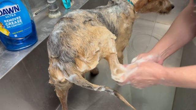 Enlarge Periwinkle, a Adopted Dachshund in San Antonio, TX video 5/5