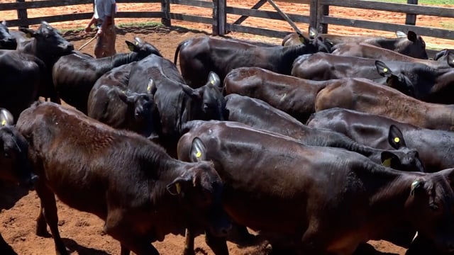 Lote 02
