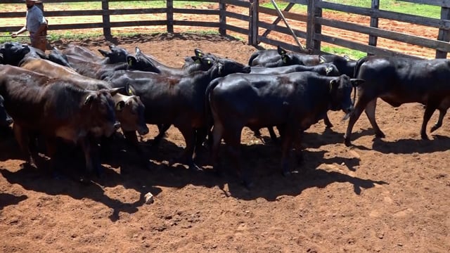 Lote 01