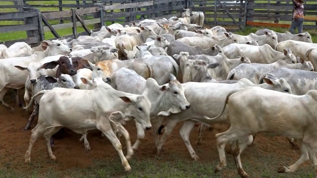 Lote 05