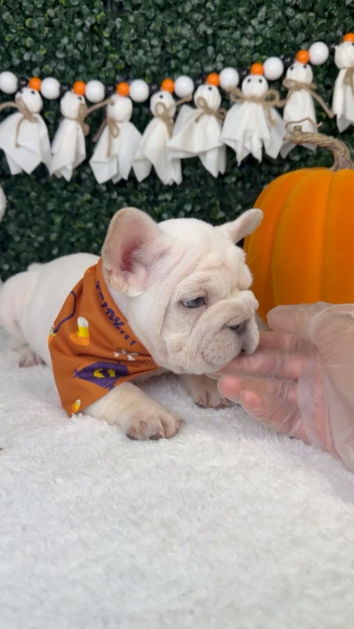 Male French Bulldog puppy named Koda for sale at Puppy Dreams - Garland. video thumbnail