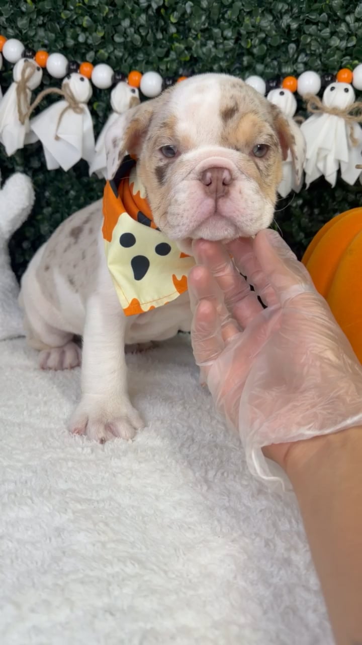 Male English Bulldog puppy named Wally for sale at Puppy Dreams - Garland. video thumbnail