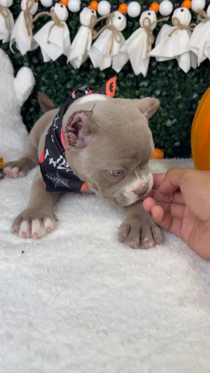 Female American Bully puppy named Prada for sale at Puppy Dreams - Garland. video thumbnail