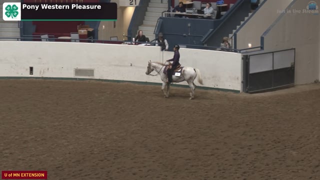 Western Pleasure Pony