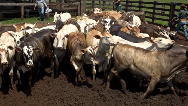Lote 09