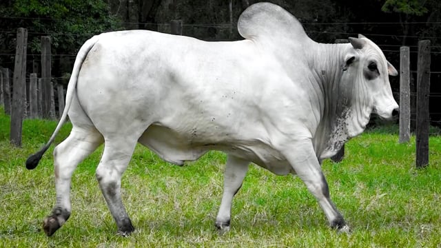 Lote 24