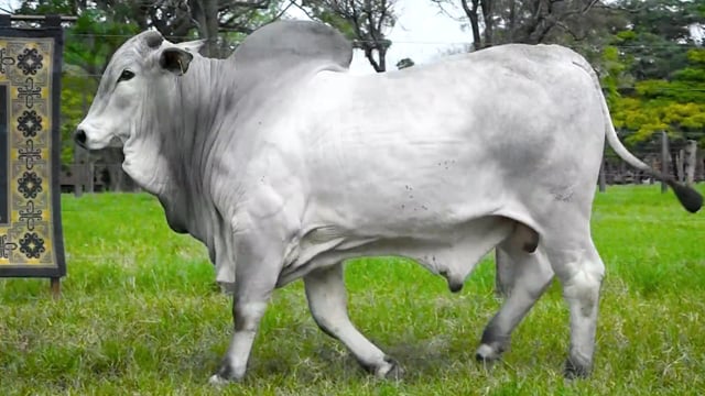 Lote 25