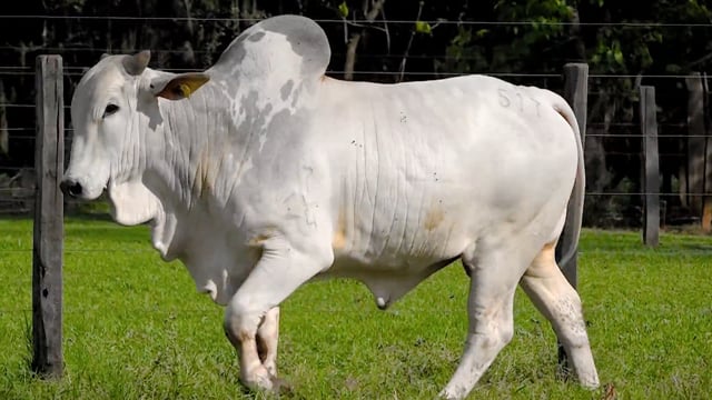 Lote 40