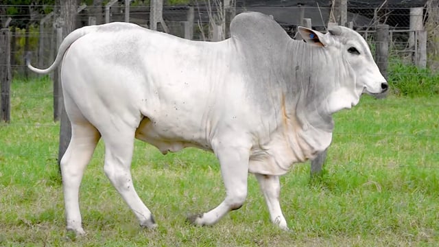 Lote 45