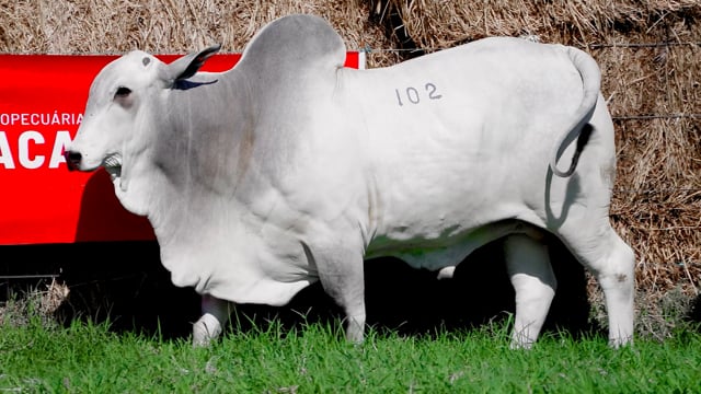 Lote 102