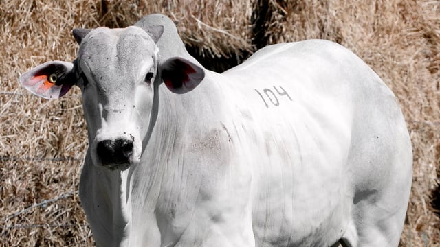 Lote 104