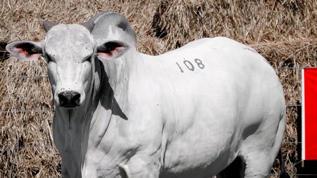 Lote 108