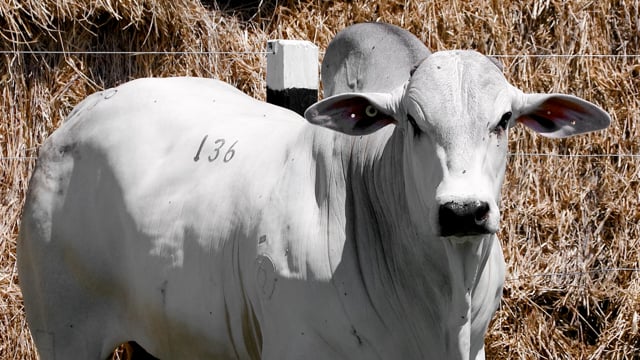 Lote 136