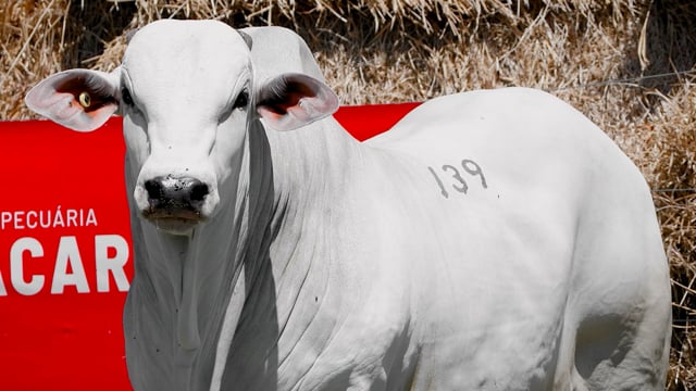 Lote 139