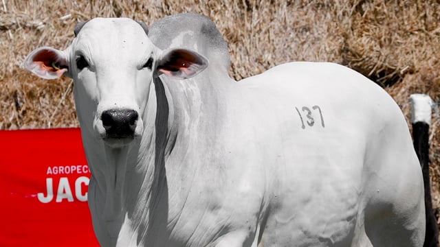 Lote 137