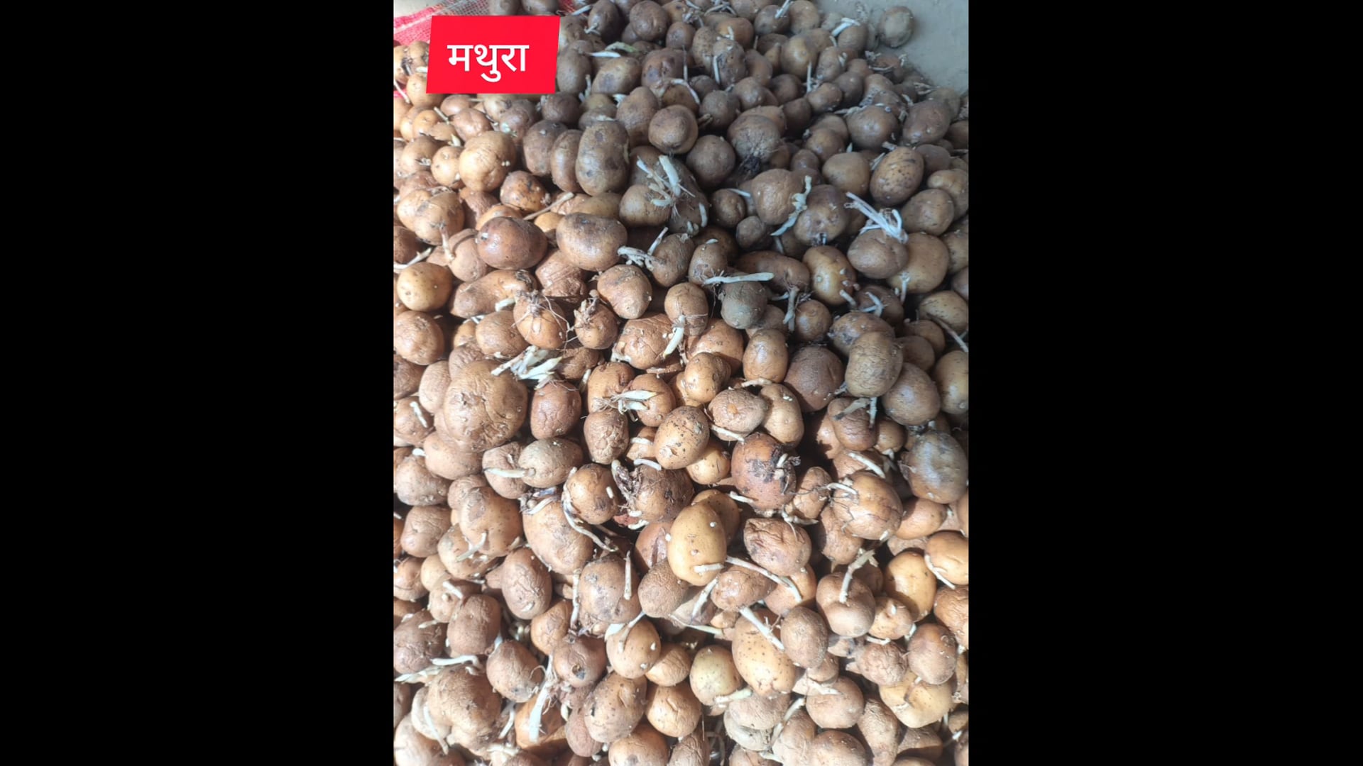 मथुरा के नोहझील के चड़ोली कोल्ड स्टोर में किसानों का पूरा आलू खराब