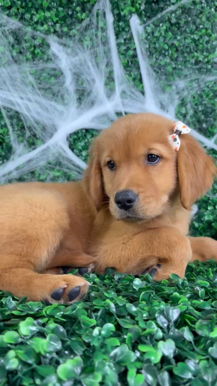 Female Golden Retriever puppy named Sugar for sale at Puppy Dreams - North Richland Hills. video thumbnail
