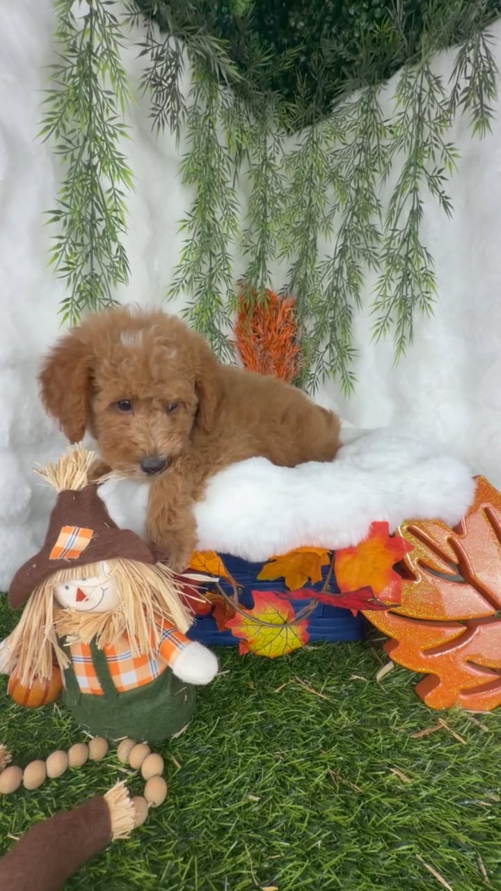 Male Mini Goldendoodle puppy named Mike for sale at Puppy Dreams - Denton. video thumbnail