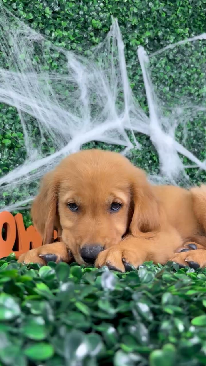 Male Golden Retriever puppy named Dallas for sale at Puppy Dreams - North Richland Hills. video thumbnail