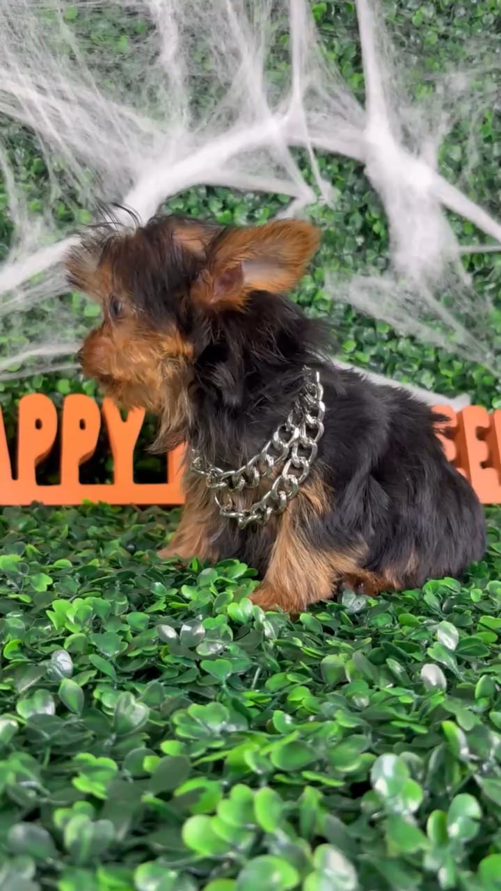 Male Yorkie puppy named Winston for sale at Puppy Dreams - North Richland Hills. video thumbnail
