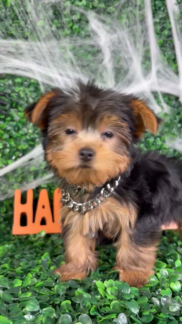 Male Yorkie puppy named Prince for sale at Puppy Dreams - North Richland Hills. video thumbnail