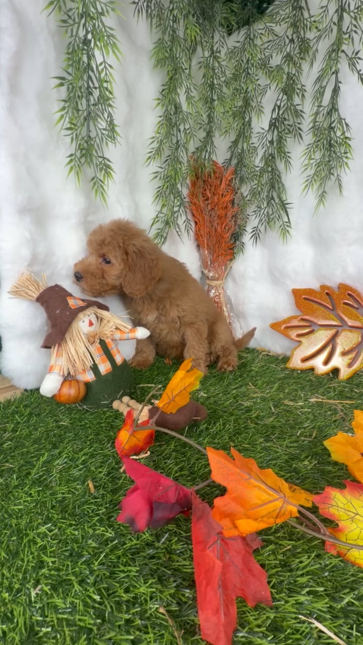 Male Mini Goldendoodle puppy named Pauly for sale at Puppy Dreams - Denton. video thumbnail