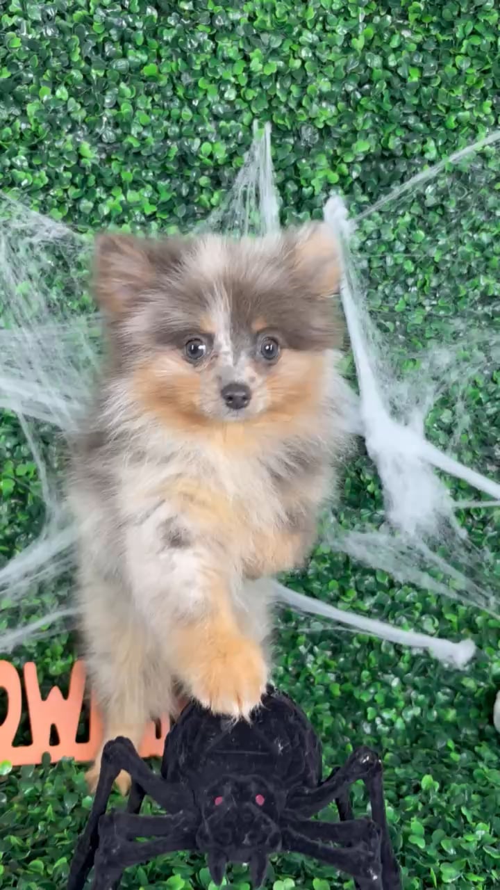 Male Pomeranian puppy named Chase for sale at Puppy Dreams - North Richland Hills. video thumbnail