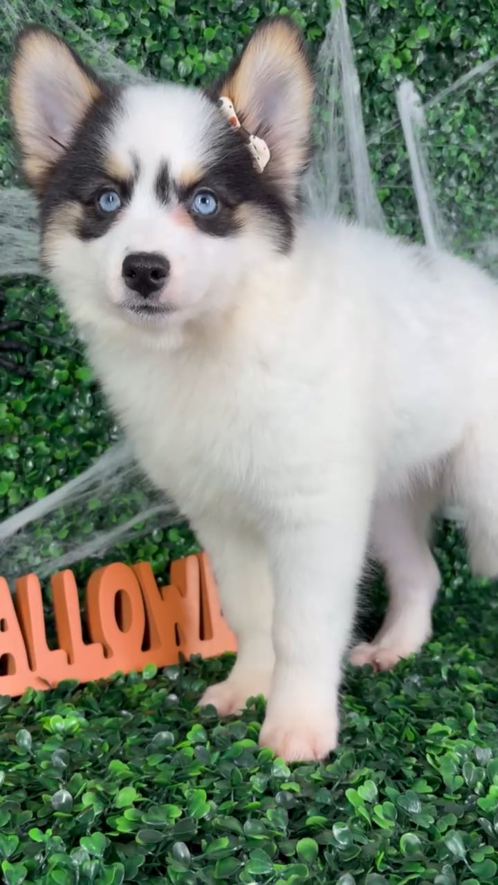 Female Pomsky puppy named Dolly for sale at Puppy Dreams - North Richland Hills. video thumbnail