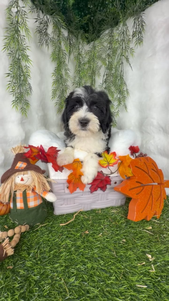 Female Bernedoodle puppy named Snooki for sale at Puppy Dreams - Denton. video thumbnail