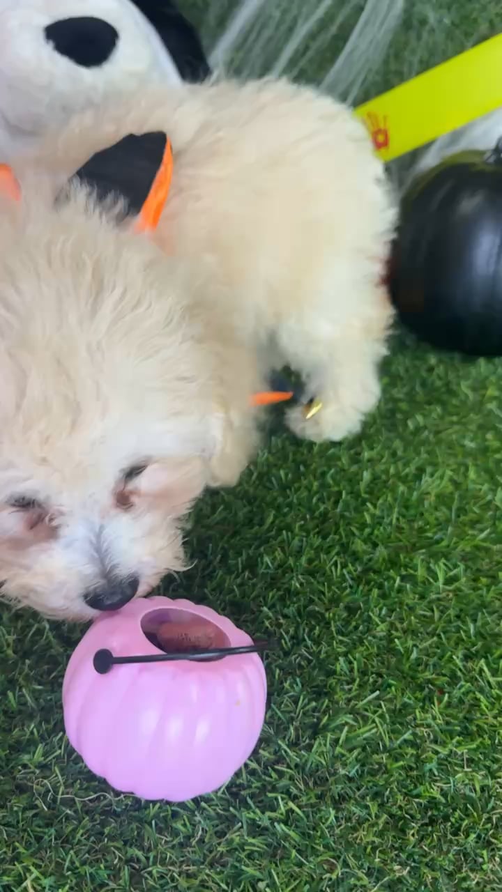 Male Bichapoo puppy named Web for sale at Puppy Dreams - Arlington. video thumbnail
