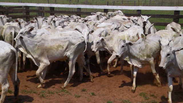 Lote 38
