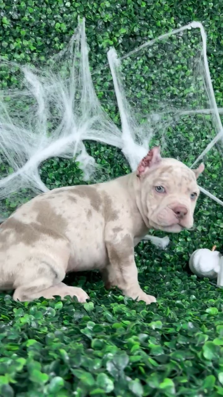 Male American Bully puppy named Atlas for sale at Puppy Dreams - North Richland Hills. video thumbnail