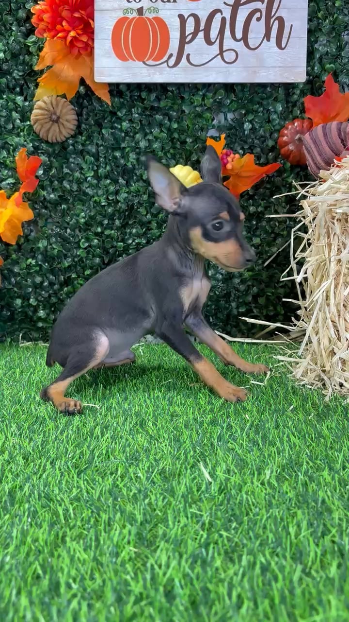 Male Min Pin puppy named Spike for sale at Puppy Dreams - Wichita West. video thumbnail