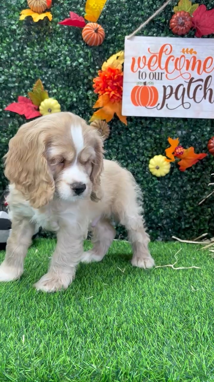 Male Cocker Spaniel puppy named Apple for sale at Puppy Dreams - Wichita West. video thumbnail