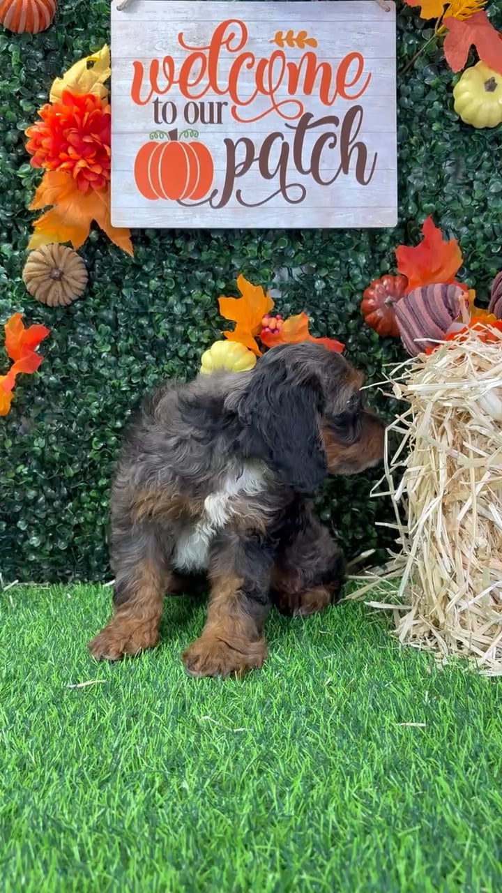 Female Cockapoo puppy named Cinnamon for sale at Puppy Dreams - Wichita West. video thumbnail