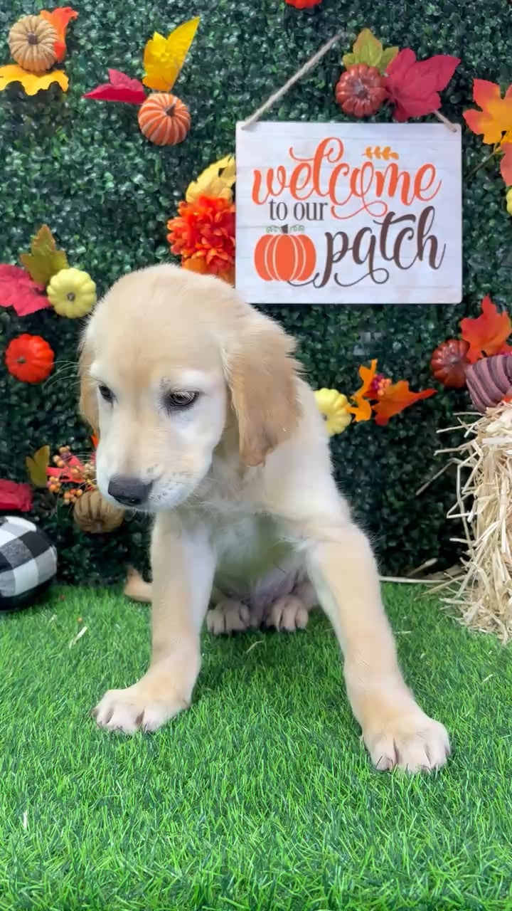 Male Golden Retriever puppy named Lemon for sale at Puppy Dreams - Wichita West. video thumbnail