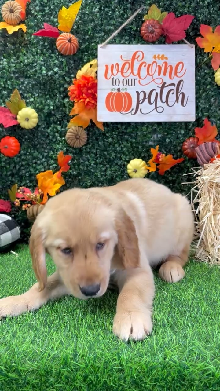 Female Golden Retriever puppy named Beverly for sale at Puppy Dreams - Wichita West. video thumbnail