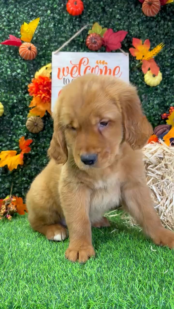 Male Golden Retriever puppy named Georgie for sale at Puppy Dreams - Wichita West. video thumbnail