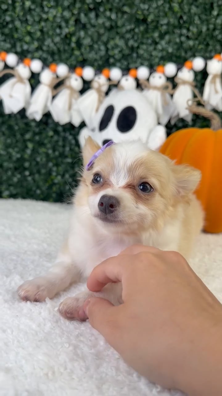 Female Chihuahua puppy named Elsi for sale at Puppy Dreams - Garland. video thumbnail