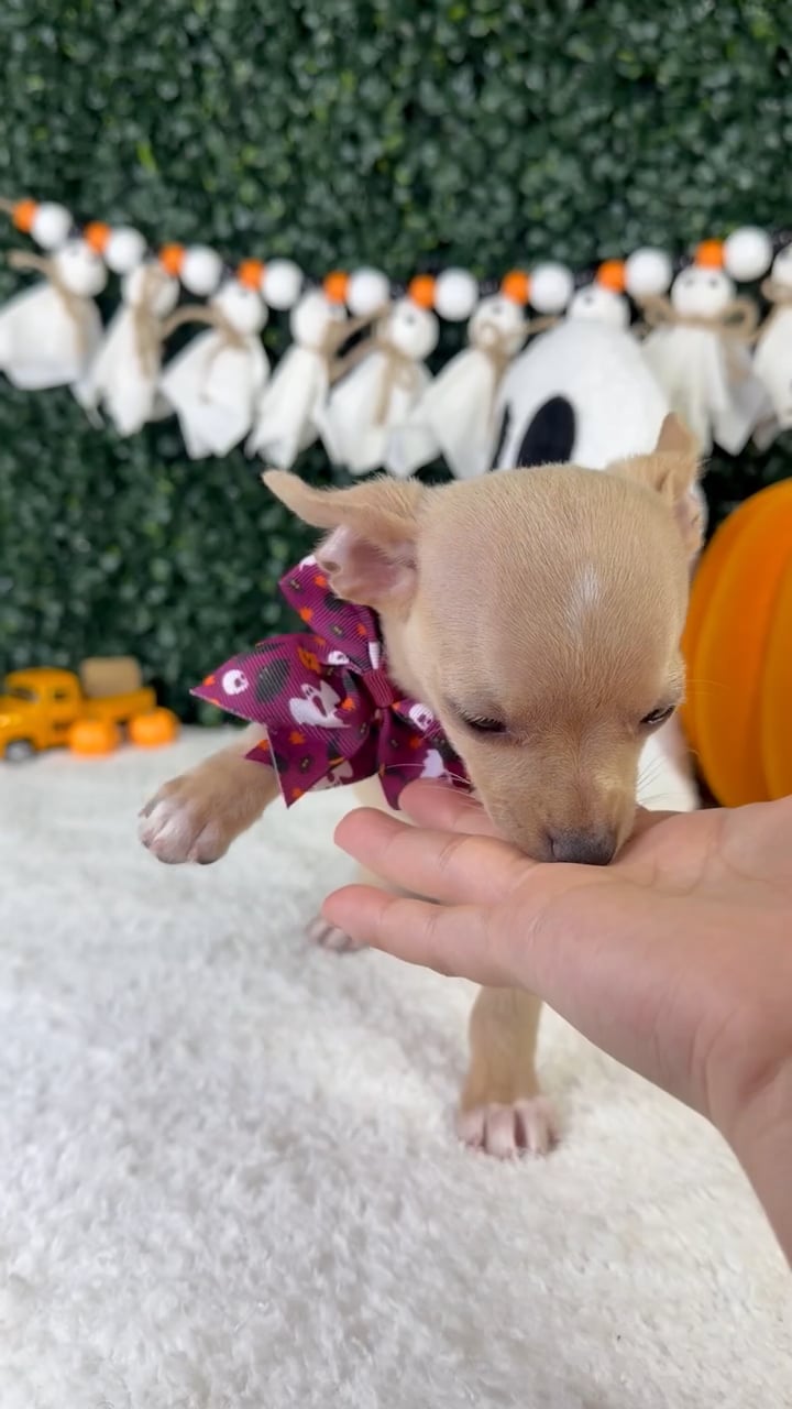 Female Chihuahua puppy named Tulip for sale at Puppy Dreams - Garland. video thumbnail