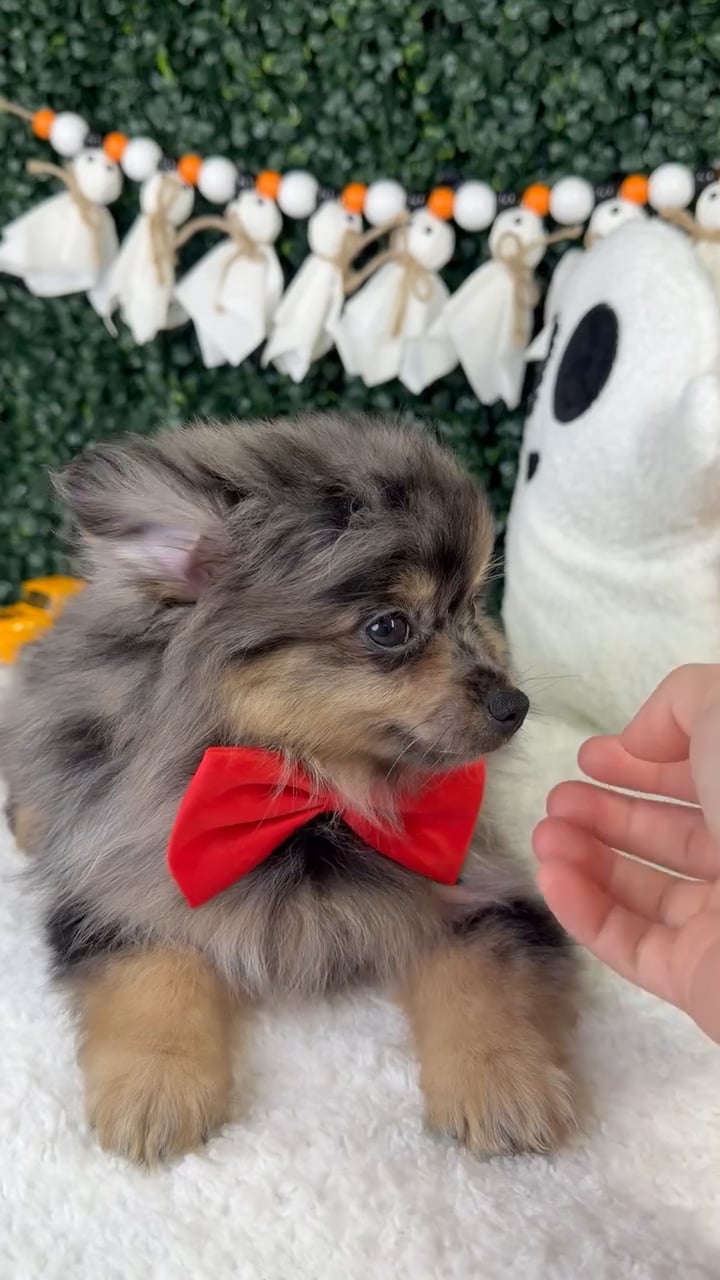 Male Pomeranian puppy named Fuzzy for sale at Puppy Dreams - Garland. video thumbnail