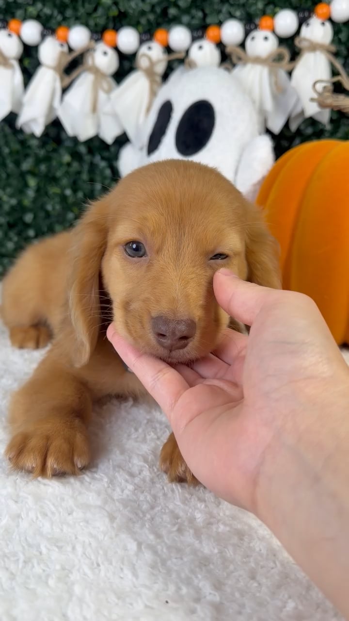 Male Dachshund puppy named Slinky for sale at Puppy Dreams - Garland. video thumbnail