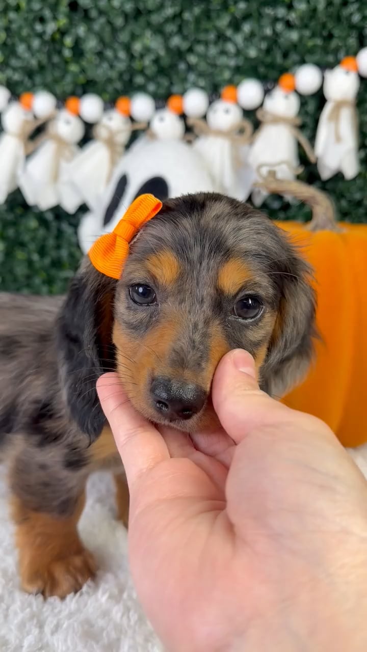 Female Dachshund puppy named Petal for sale at Puppy Dreams - Garland. video thumbnail