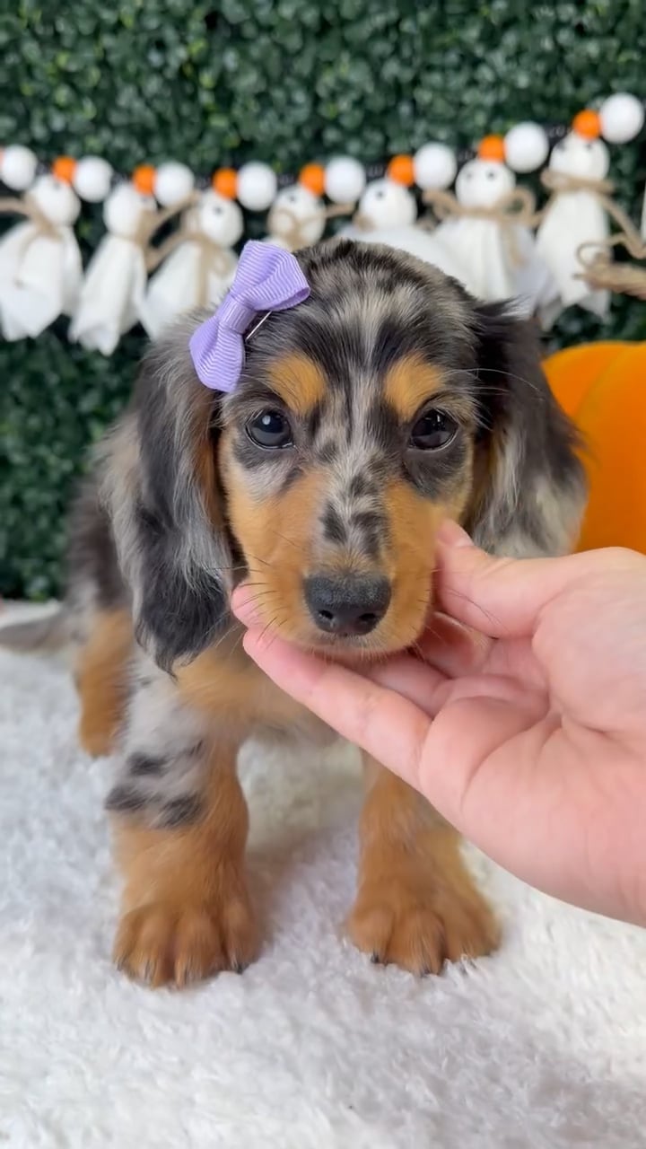 Female Dachshund puppy named Daisie for sale at Puppy Dreams - Garland. video thumbnail