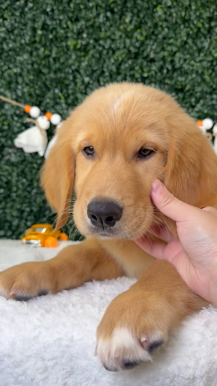 Female Golden Retriever puppy named Bambi for sale at Puppy Dreams - Garland. video thumbnail
